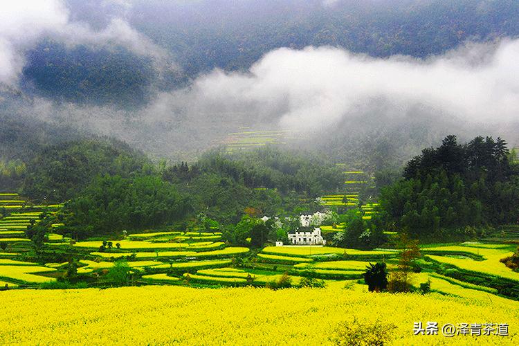 谷雨时节来杯谷雨茶,过了谷雨的茶有什么区别