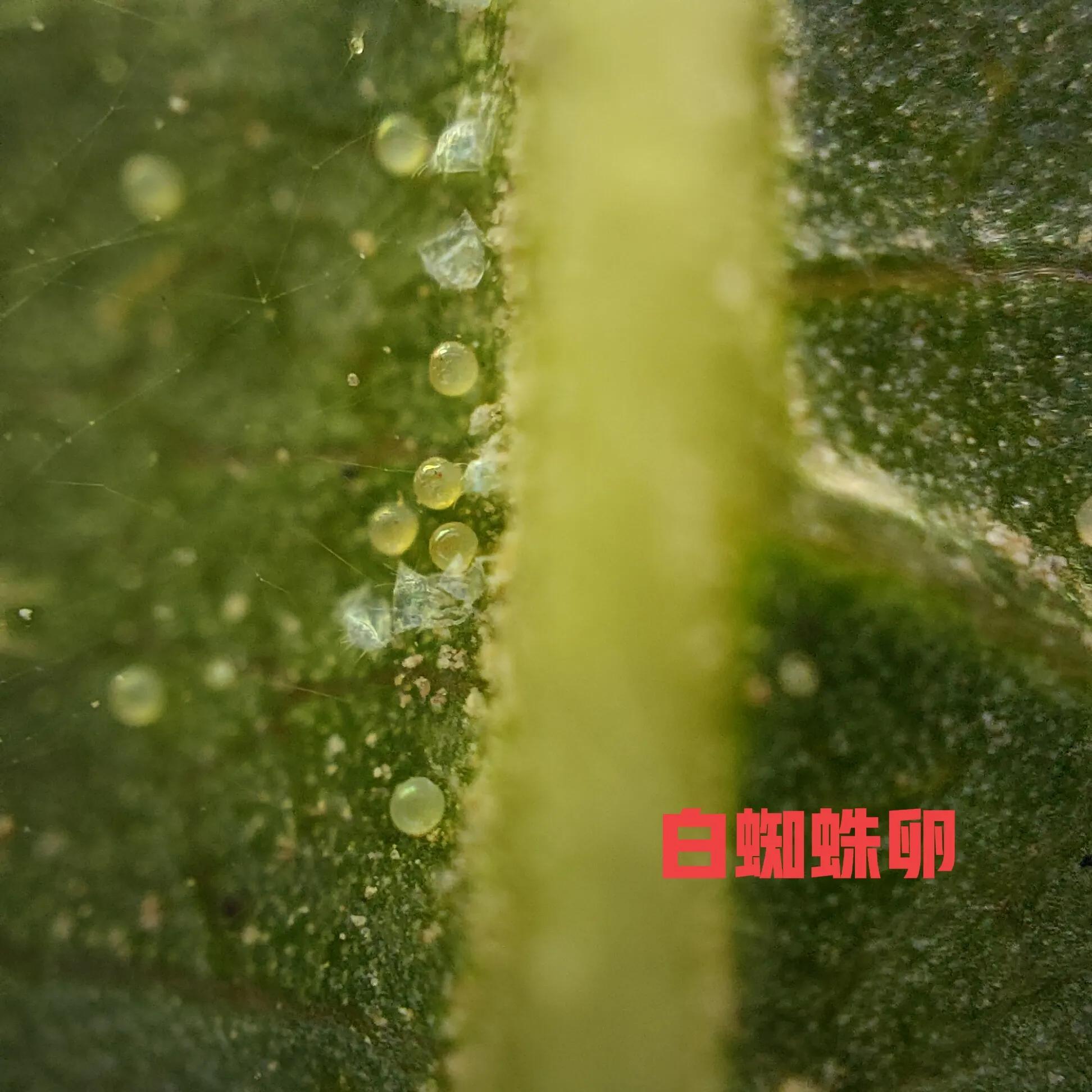 叶螨红蜘蛛怎么彻底消灭,防治红蜘蛛有妙招以螨治螨