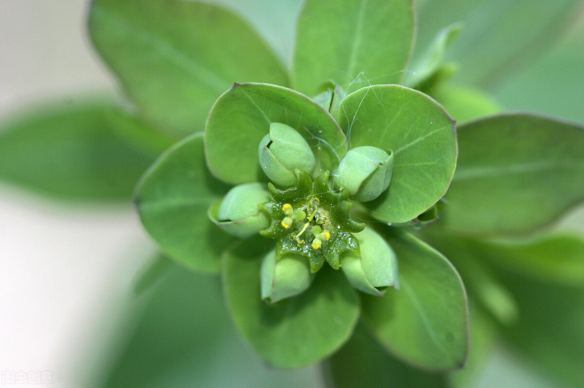 《中国大百科全书（第2版）》读书笔记03147-被子植物门