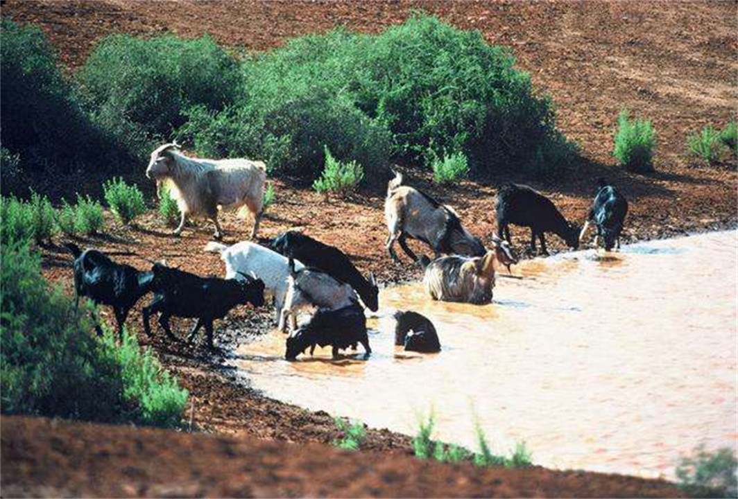 澳大利亚百万骆驼泛滥成灾,澳洲野兔泛滥成灾上演人兔大战
