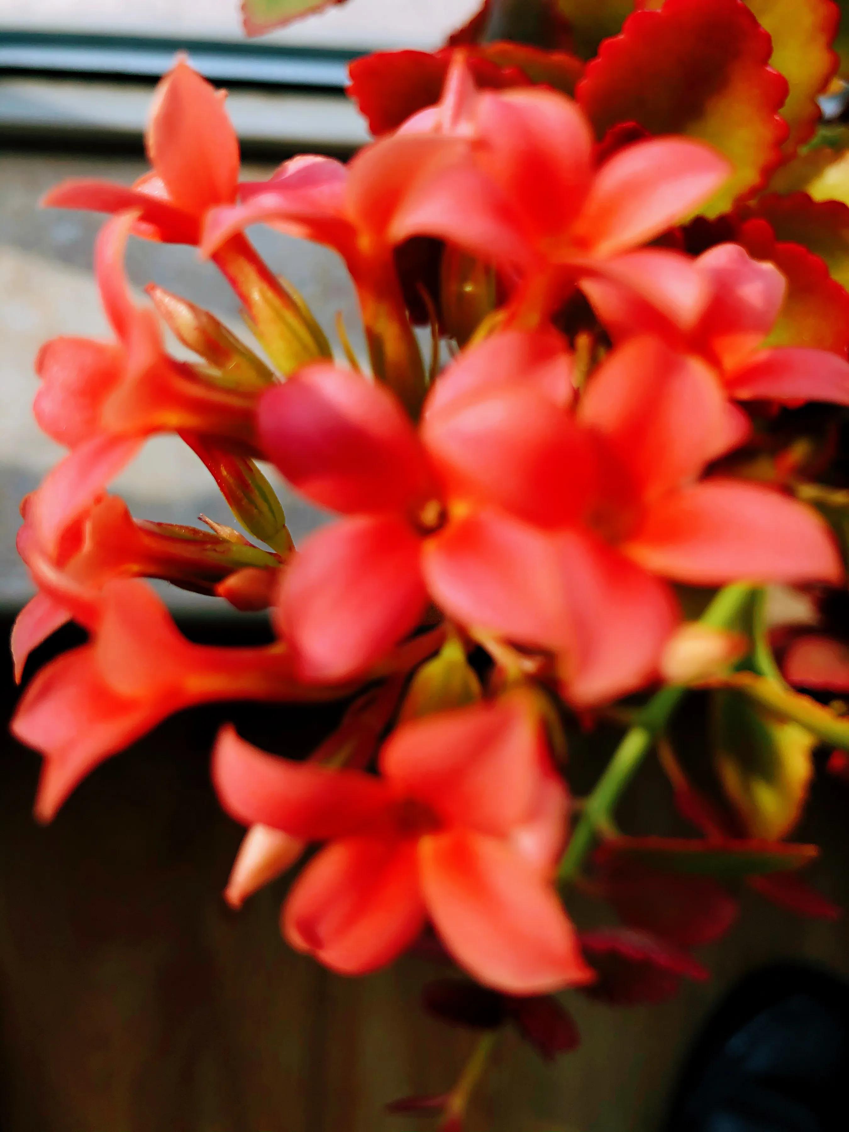 家里养什么花儿好养活,家里养的花儿图片