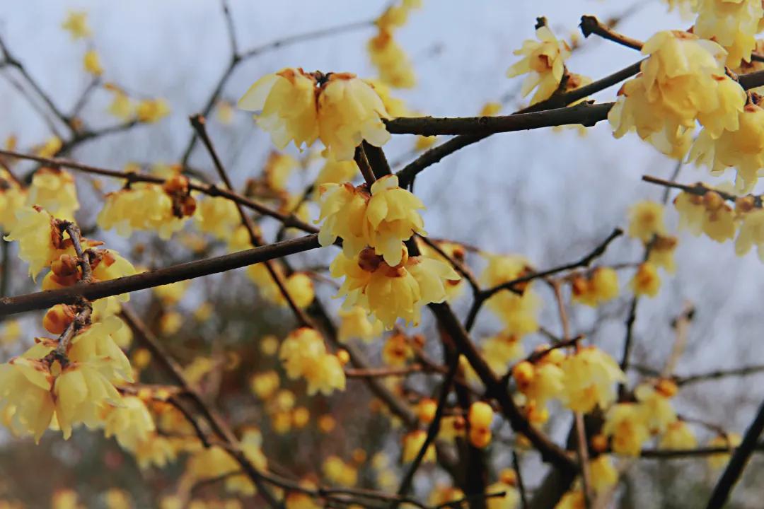 迎接虎年的美好时光,用最好的心态迎接虎年