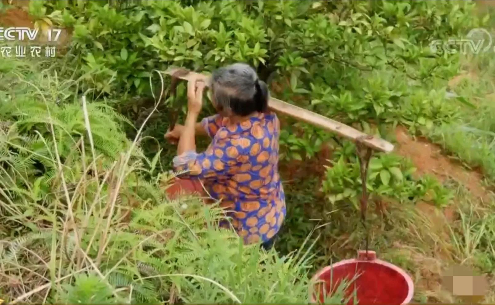 农村小伙承包80亩果园,90后小伙承包15亩果园养活3个孩子