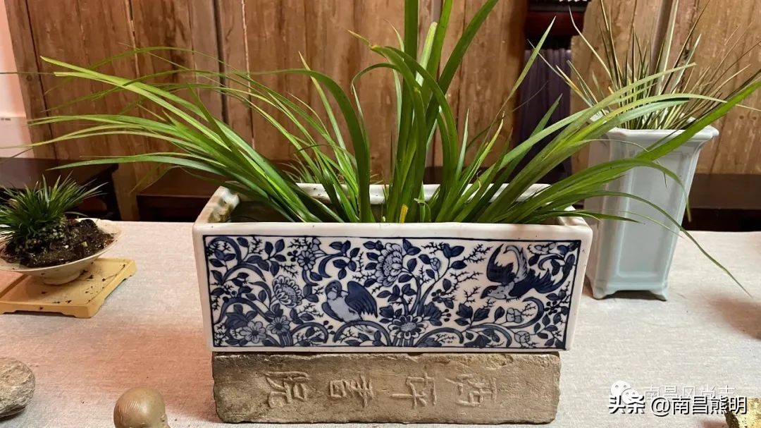 鍏竴鍎跨鑺傚叞鑺辫崏,鍏竴鍎跨鑺傜尓绗艰崏