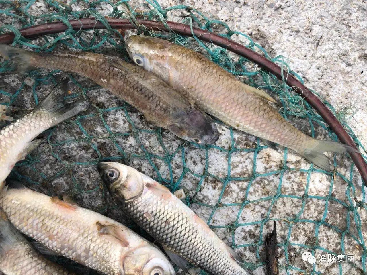 水霉病怎么彻底杀菌,预防水霉病的有效药物