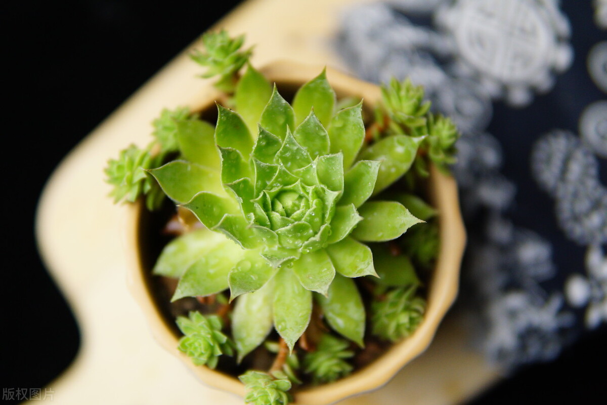 观音莲怎么才能爆盆,观音莲怎么养才能爆崽