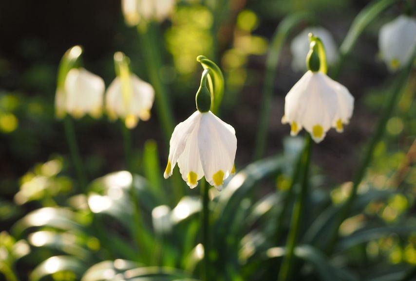 每日一花12.19：雪片莲：新生