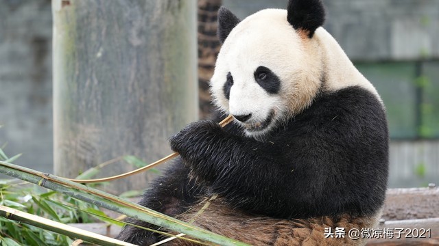 为啥要认养熊猫,认养熊猫熊猫是自己的吗