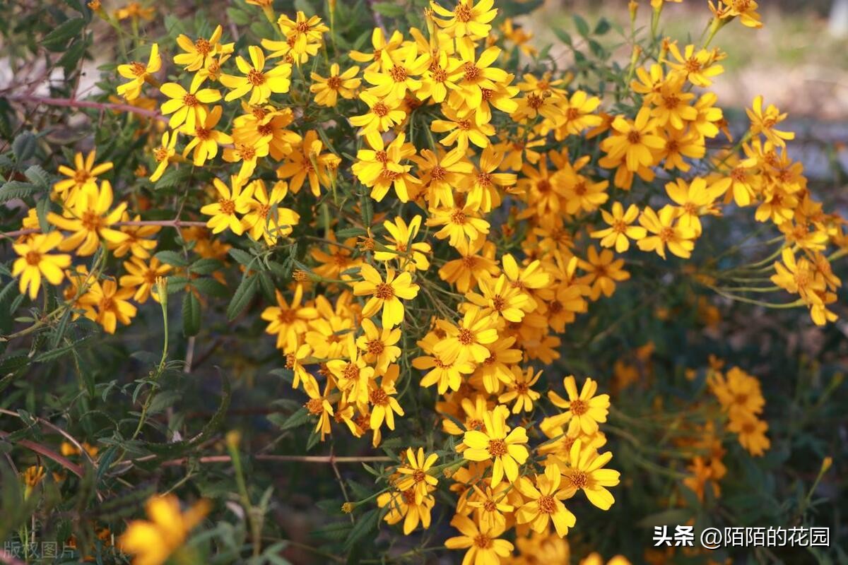 花园蚊子驱蚊用什么方法,夏天花园驱蚊虫最有效的方法