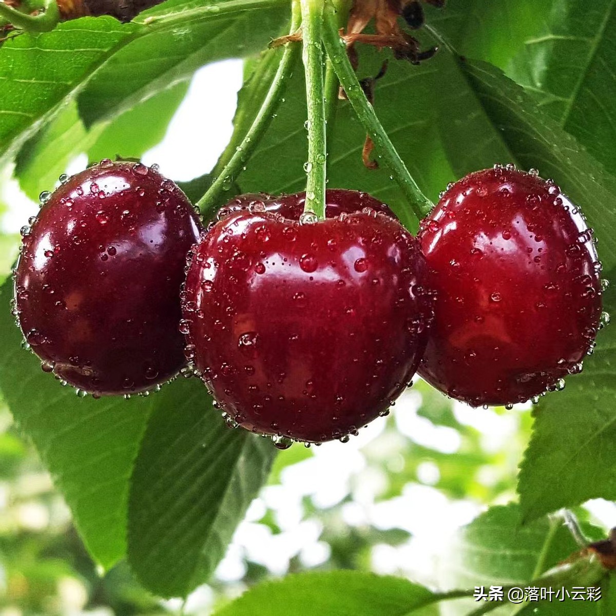 车厘子吃起来太贵了?不如自己种,每年按时结果,吃起来不心疼