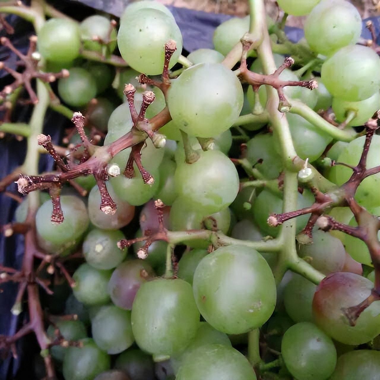 阳光玫瑰葡萄溃疡病怎么治,葡萄溃疡病是真菌还是细菌病害