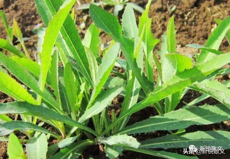 在甘肃皋兰，那个时代的野菜，某种意义上是奢侈品