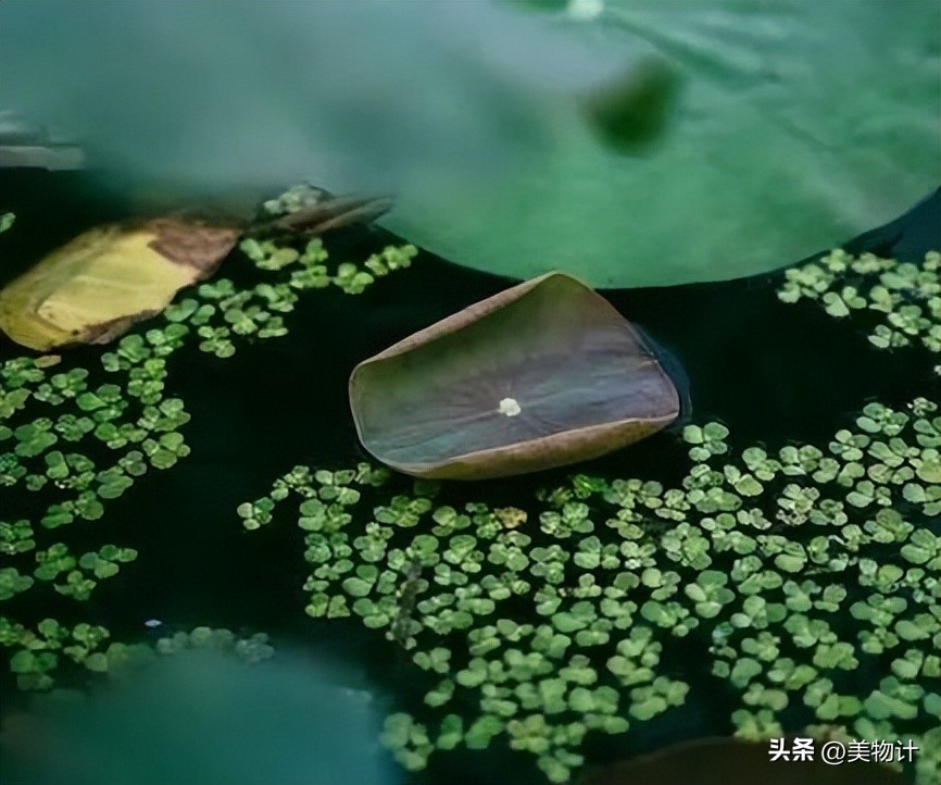 谷雨拥抱最后的一抹春色,谷雨阅尽春色万象更新