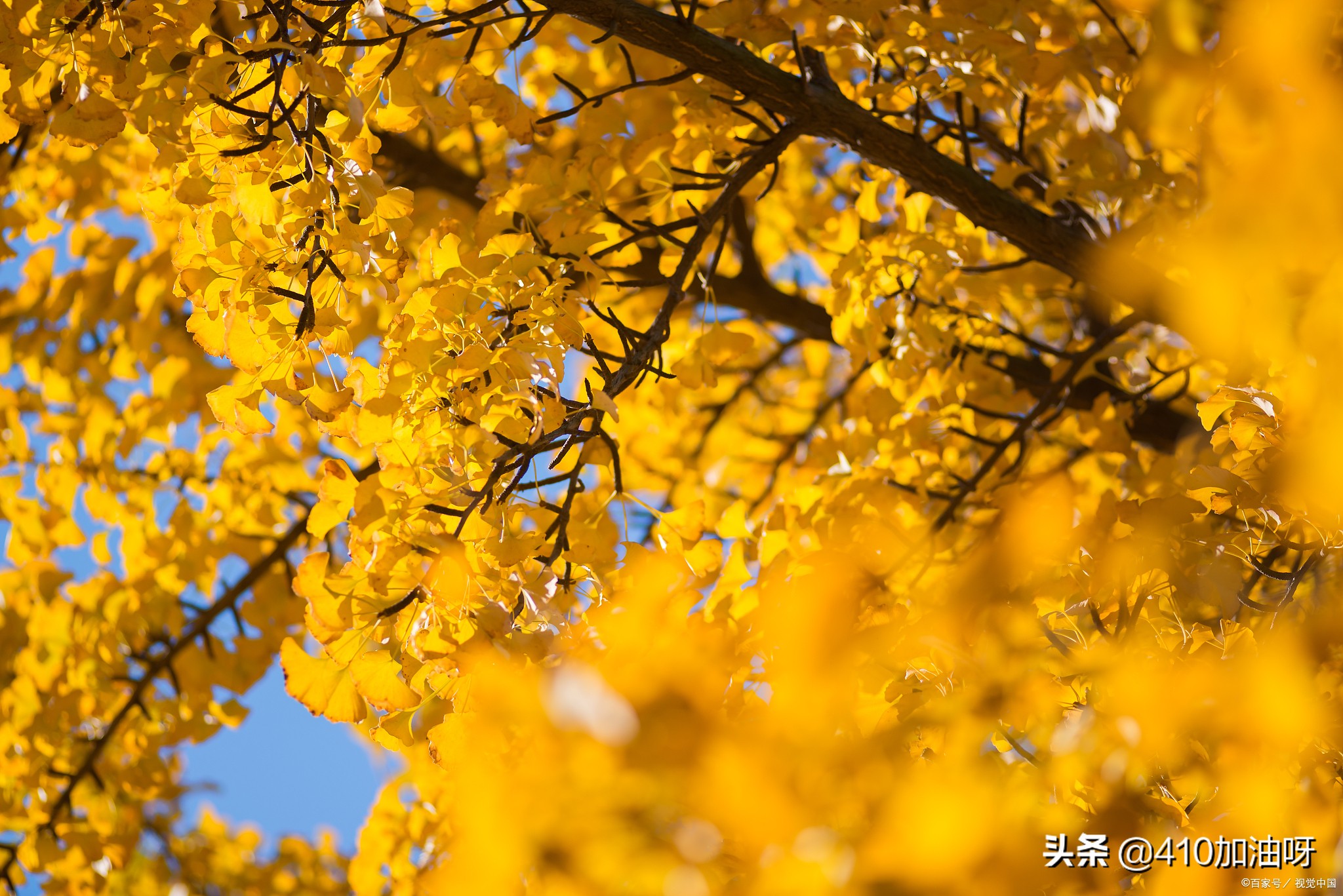 三年级好词好句好段描写秋天,描写秋天的好词好句好段全部