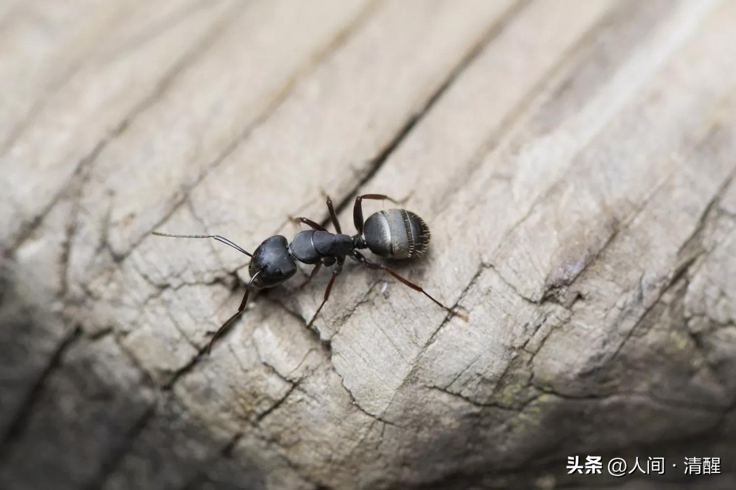 蚂蚁的外貌简介,蚂蚁巢穴简介