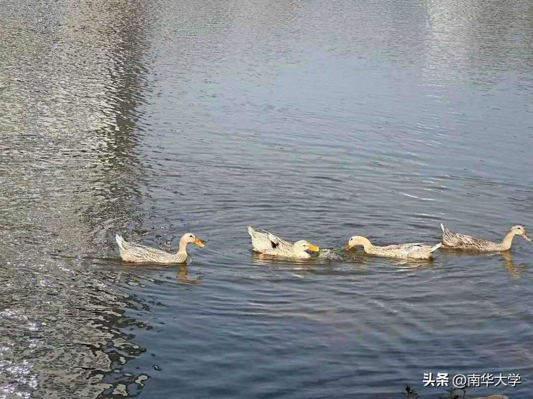 南华大学校花全集,校花南华大学