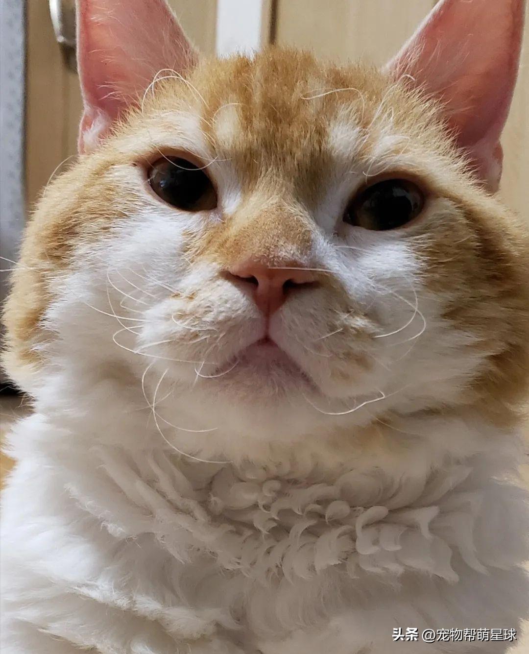 猫咪胡子被烧了,猫咪胡子卷曲是得病了吗