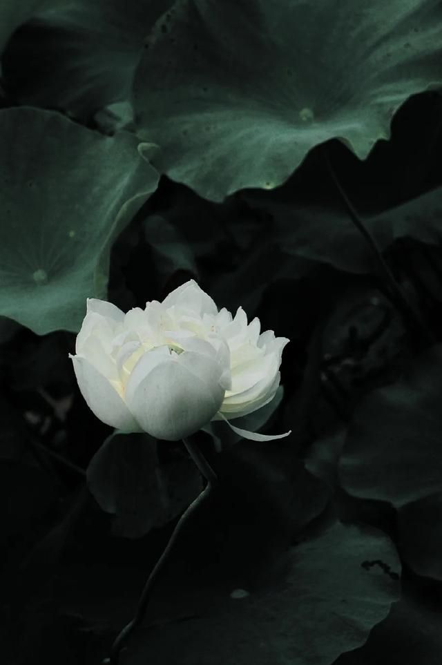 100句精辟的人生哲理的古语句子,150句经典古诗词饱含哲理意味深长