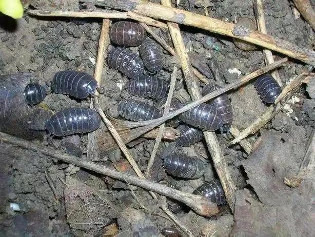 家里经常出现的小虫子有哪些,最近家里总是出现那种小虫子