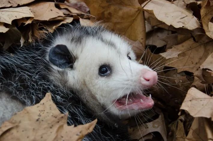 国字脸猴走红网络热榜,国字脸猴子走红网络