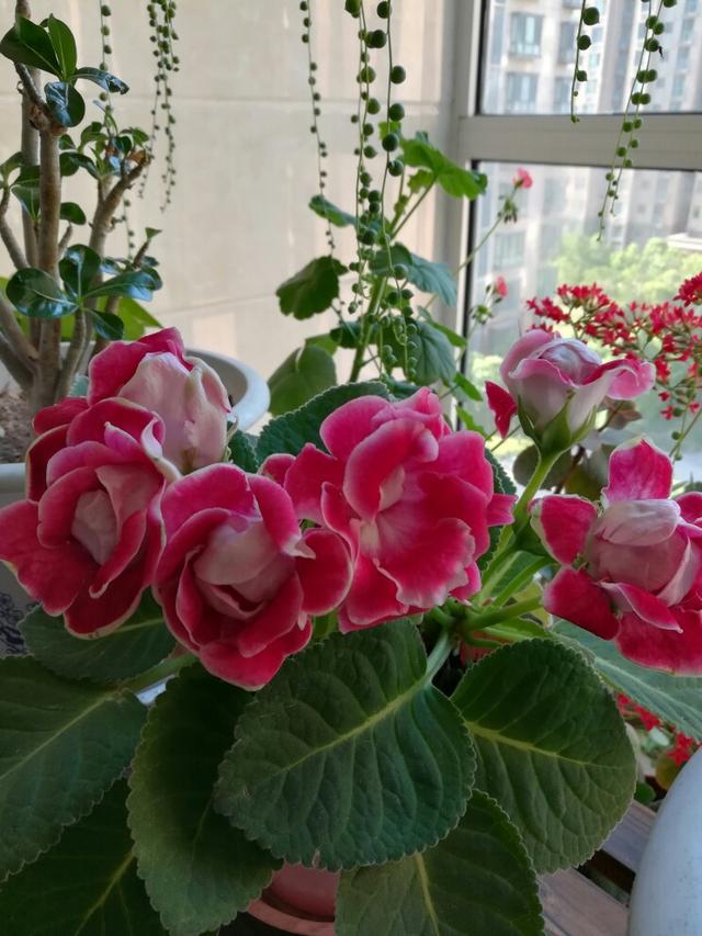 家里光照不足建议养这10种耐阴花,阴暗无光角落适合养什么花