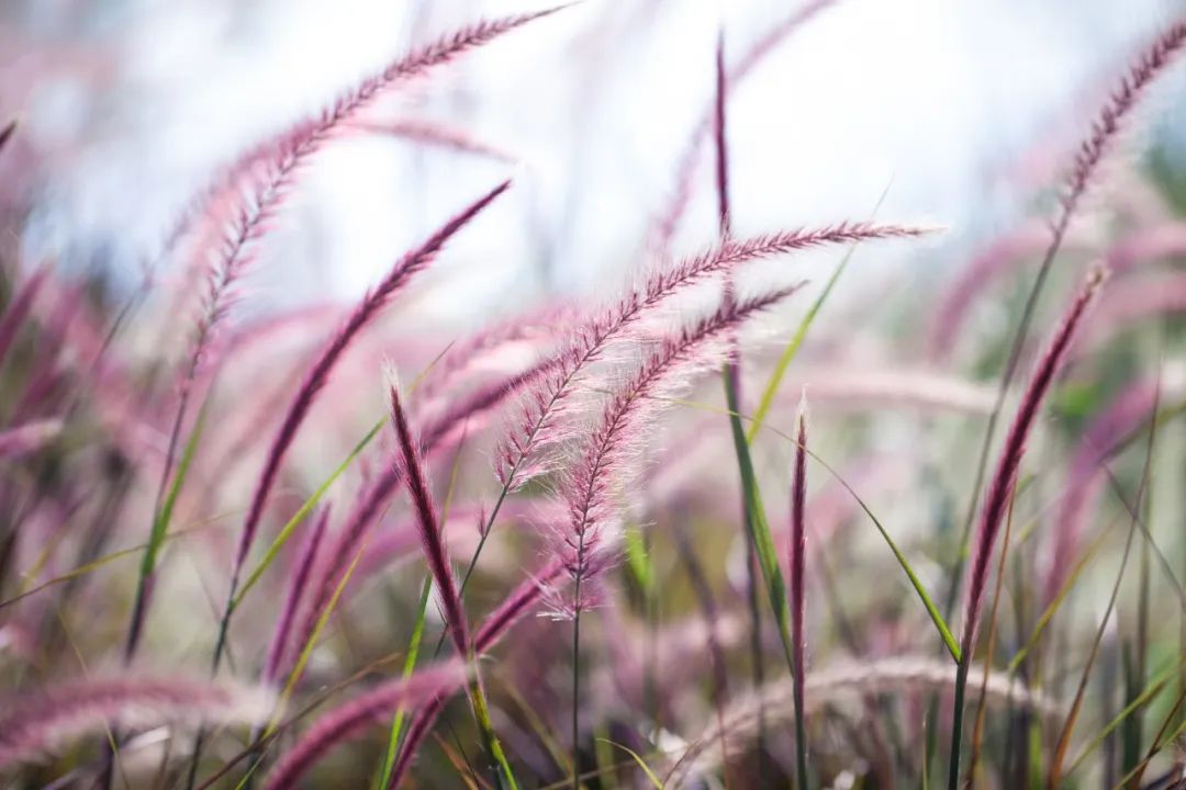 关于秋霜的诗句古诗词,带有秋霜的唯美诗句