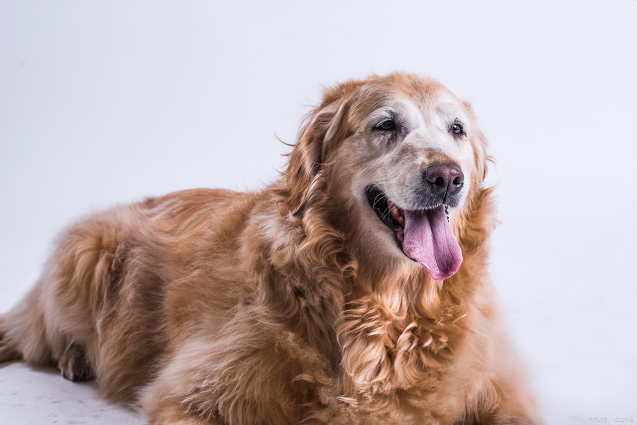 养金毛养什么性别,养金毛它会怎么认主