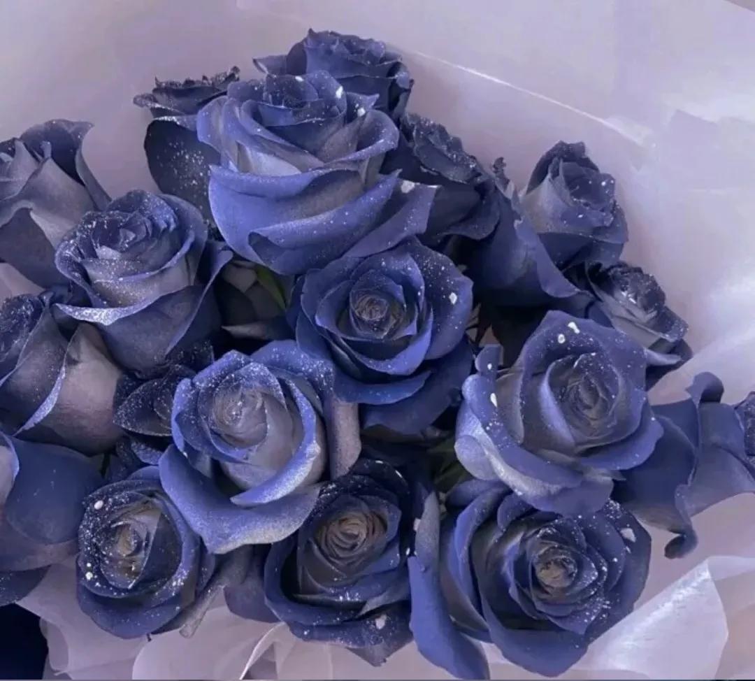 美到窒息的玫瑰花图,鲜花娇艳动人的图片