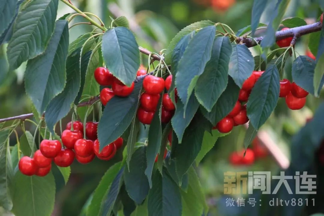 五一樱桃采摘攻略路线,新鲜樱桃采摘自驾路线