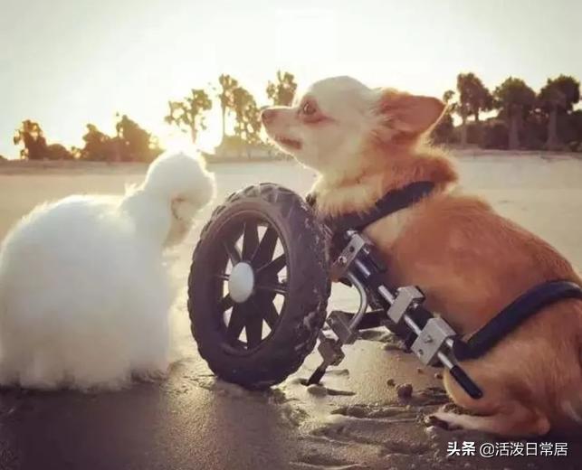 狗跟喜鹊待久了竟开始假孕分泌乳汁鸟：我把你当朋友你却想当我妈