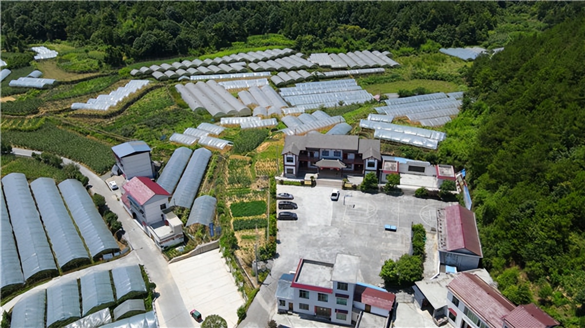 云南省宣威市凤凰镇大坡村,大坡村葡萄