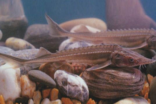 黑龙江三花五罗十八子图片,黑龙江名鱼三花五罗