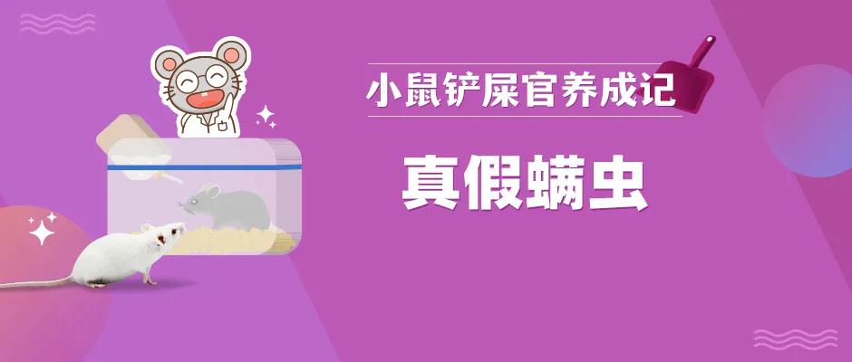螨虫有活螨和死螨吗,真假红蜘蛛
