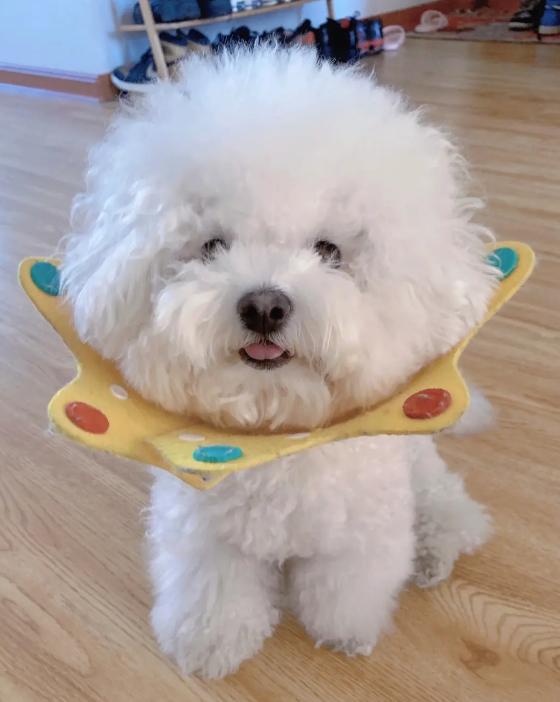 比熊多大的时候可以不关笼子养,怎样养小比熊新手教程