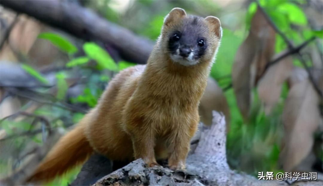 黄鼠狼讨封成精后怎么处理,黄鼠狼成精的真实现象