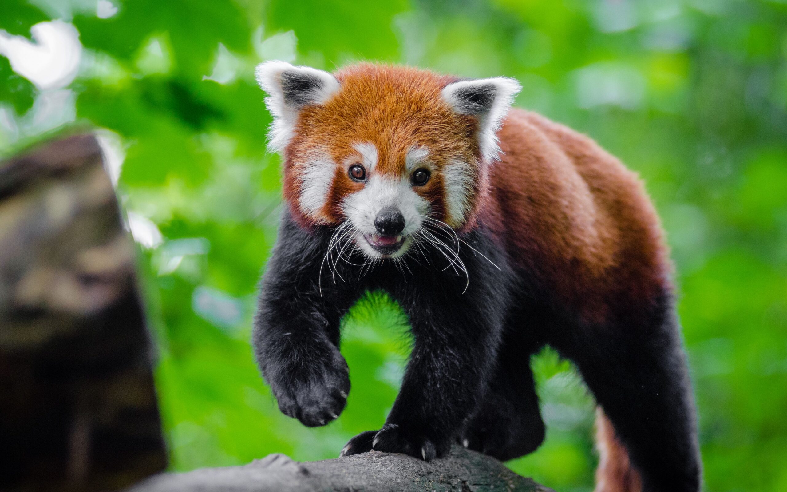 八种极为危险的可爱动物,猫是世界上最可爱的动物