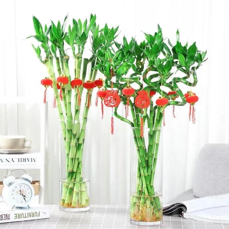 家里养什么花对睡眠最好,家里养什么花好对健康好一点