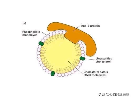 载脂蛋白b高是什么病,载脂蛋白b偏高就是血脂高吗