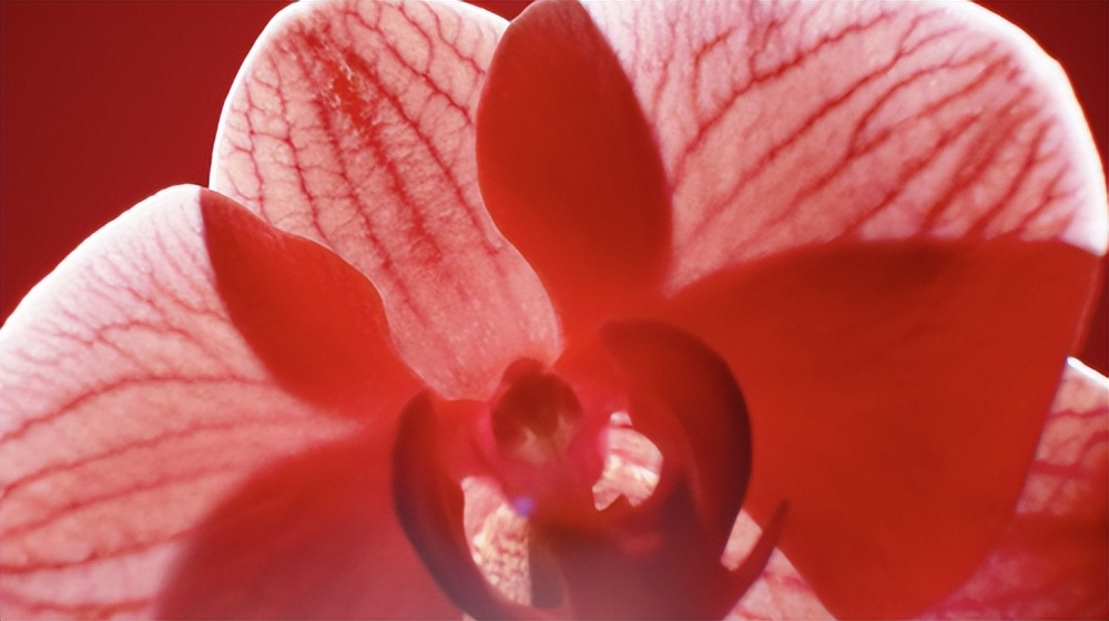 娇兰红运万代口红官方价格,娇兰红运万代214