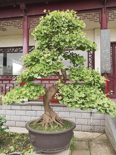 客厅有树十有九福,家中有树十家九富