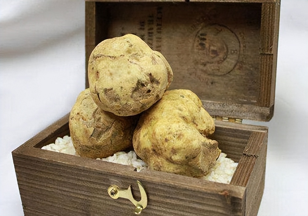 世界三大珍馐松露,世界顶级食物黑松露