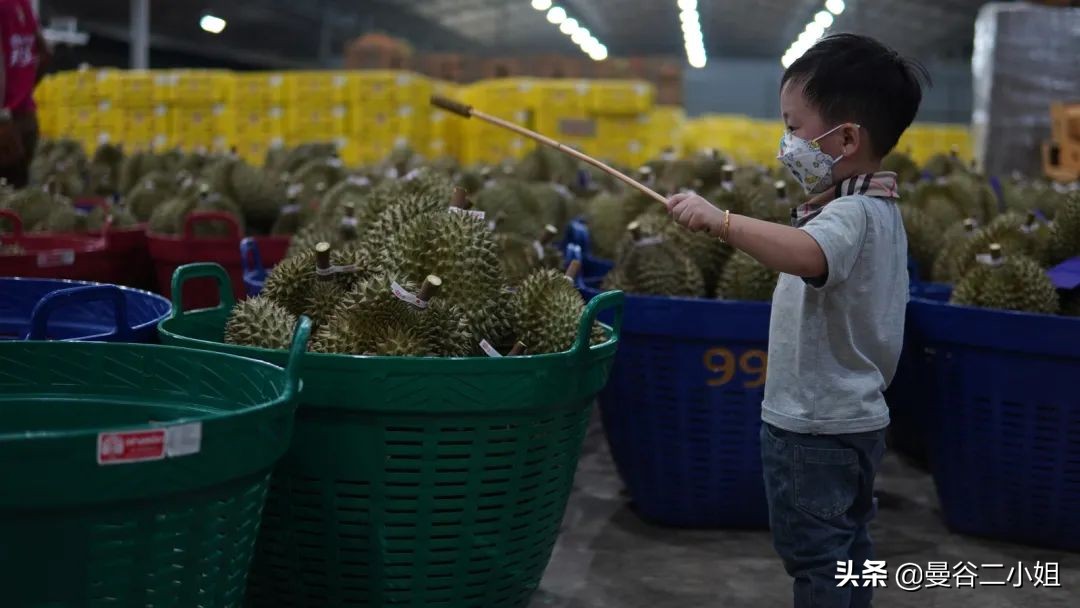 真的榴莲自由了！在泰国榴莲工厂干饭，幸福的泪水从嘴角流下来