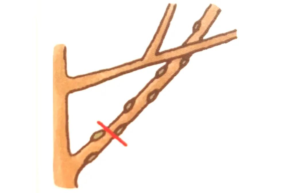 榆树盆景鸡爪枝修剪,映山红盆景花后怎样修剪枝
