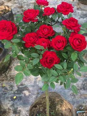 月季品种醉花,月季品种大全及图片欣赏