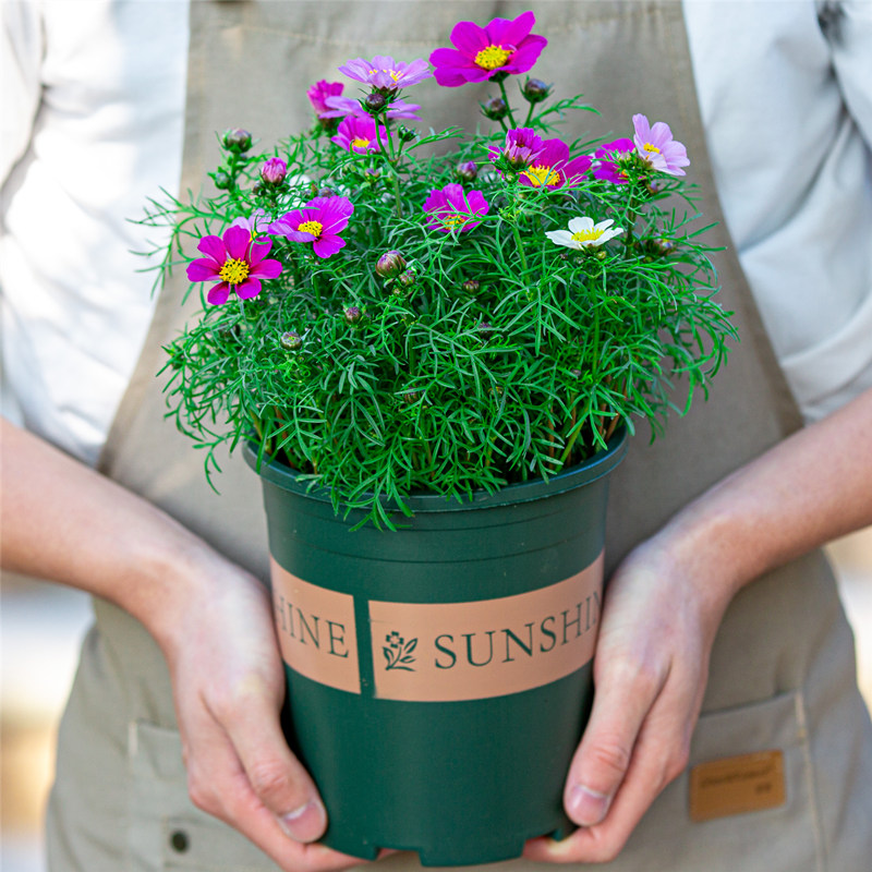 百花齐放春意浓群芳争艳,百花齐放喜迎新春