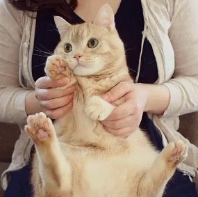 为什么摸猫咪它爪子会打开,当你摸猫咪的爪子时它是这样想的