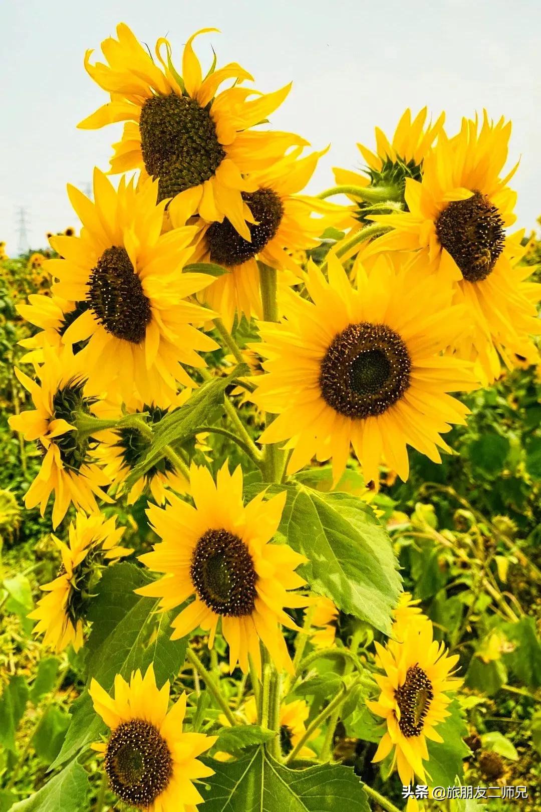 4天旅游广州周边景点攻略,人少景美的小众旅行地广东出发