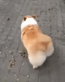 小狗狗走丢了怎么办,狗狗丢了怎么100%找回