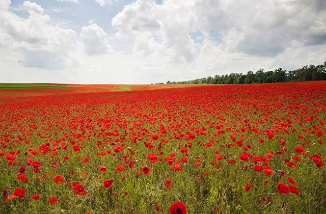 常见花卉生虫都有哪些种类,斗南花卉市场常见花卉品种