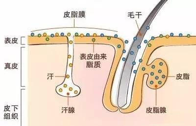皮肤比较干燥用什么保湿好用,皮肤干燥怎么办怎么调理最好